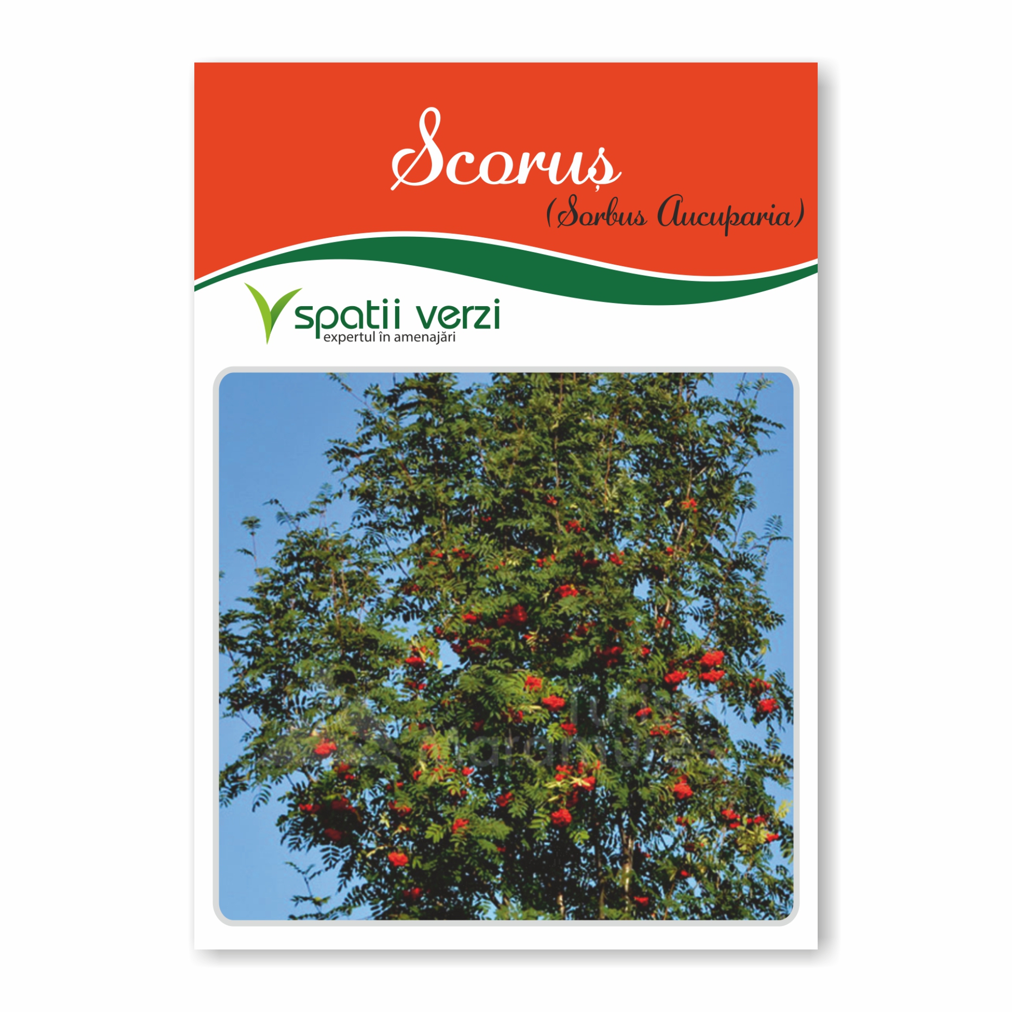 Scorus pasaresc (Sorbus aucuparia) | Mulch Colorat Gradina