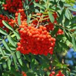 800px-Sorbus_aucuparia_R03-600×398