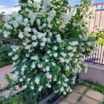 Iasomie-arbust-ornamental-cu-flori-50-60-cm-FloraPris