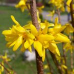 gard-viu-forsythia-intermedia